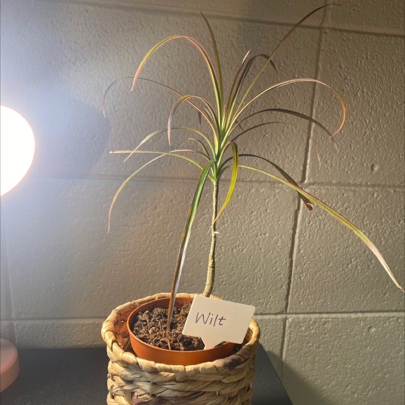Healthy potted Song of India plant with long variegated green and yellow leaves arching out of a woven basket planter indoors.