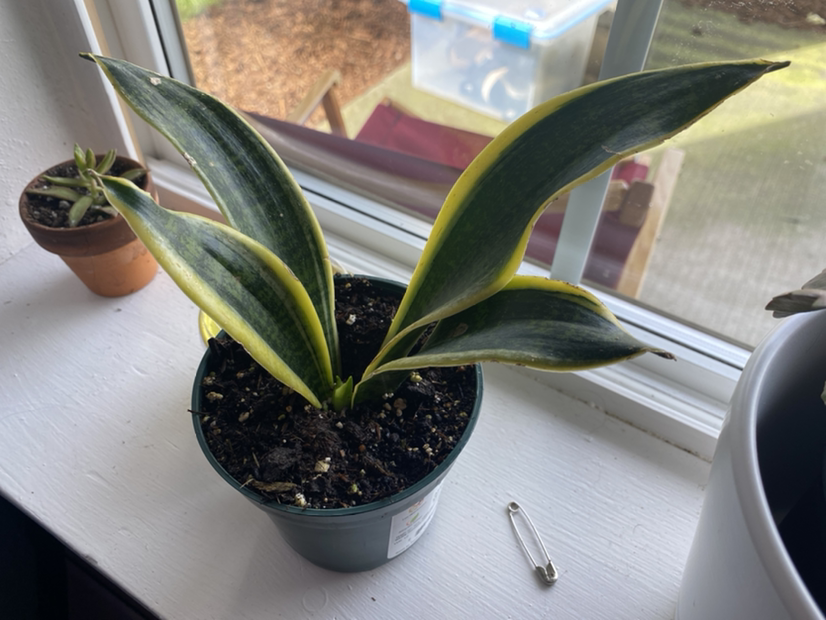 Snake Plant plant photo by Pumpkinbooty named Sylvia on Greg, the plant care app.