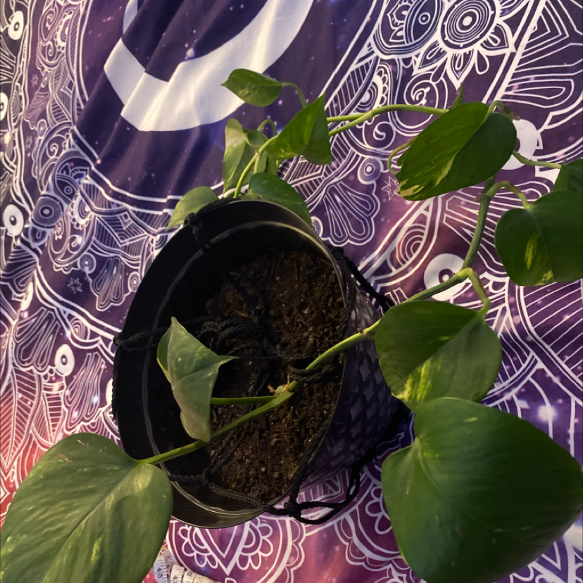 Taro Vine plant photo by Pumpkinbooty named Simon on Greg, the plant care app.
