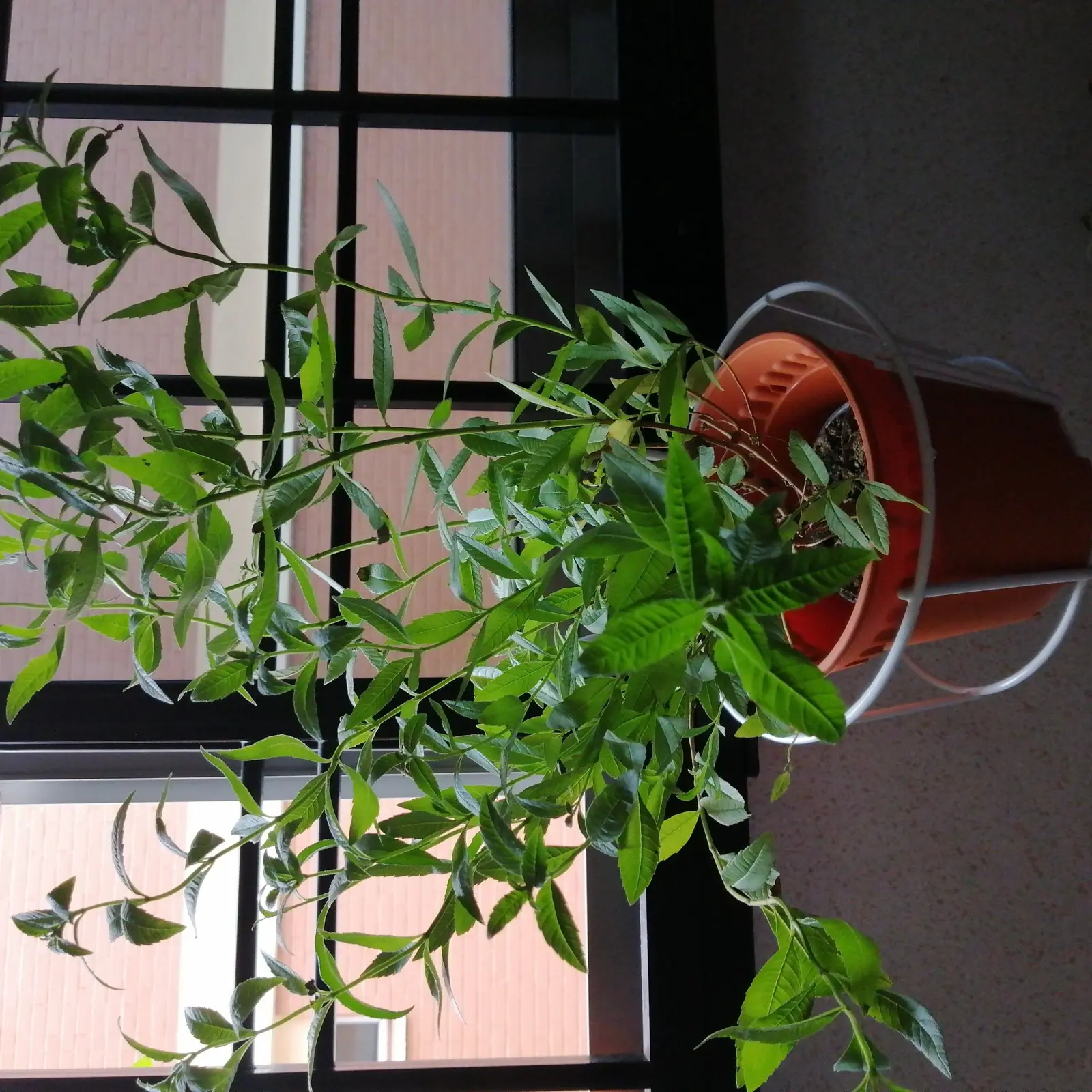 Potted lemon verbena plant near a window with healthy green leaves.