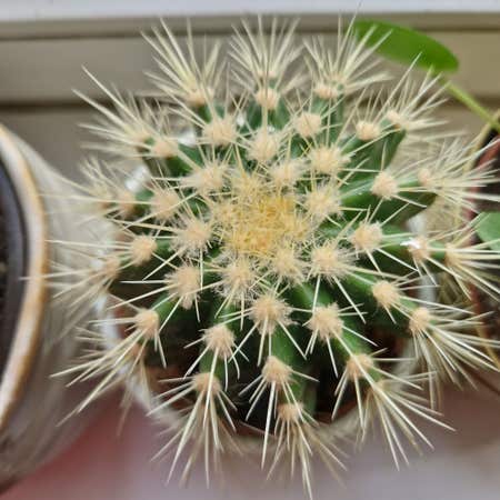 Photo of the plant species Golden Barrel Cactus by Dappersandrose named Cactus on Greg, the plant care app