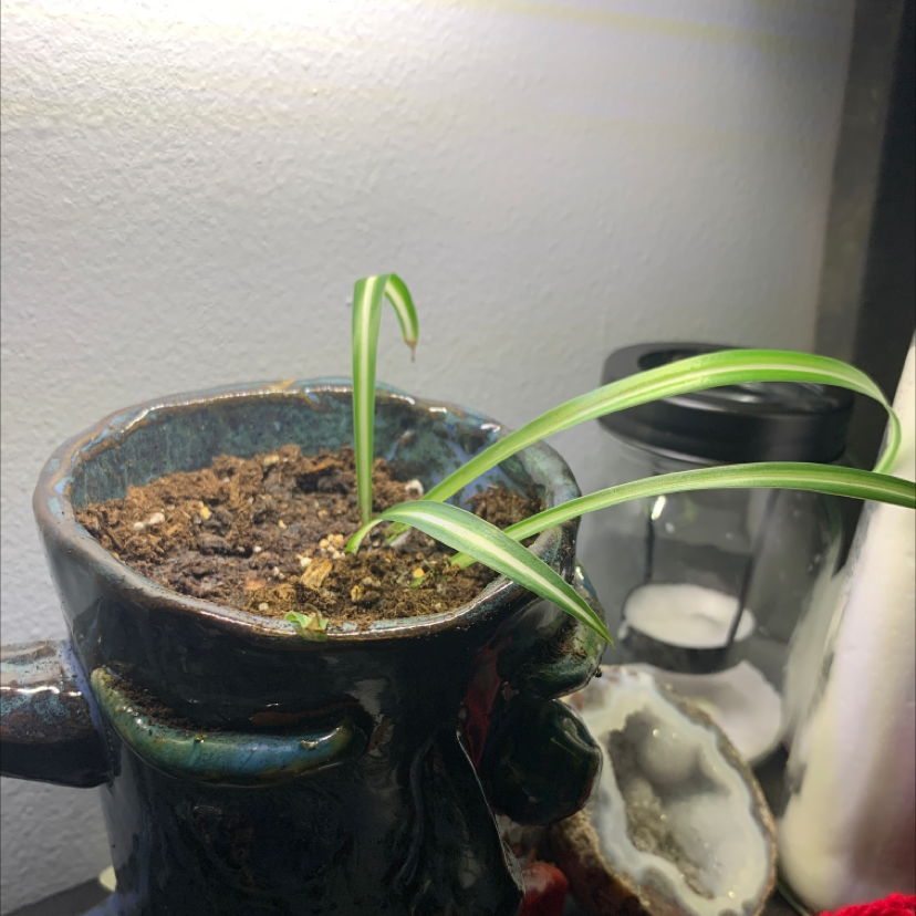 Spider Plant plant photo by @dirntbag04 named mr. mayor on Greg, the plant care app.