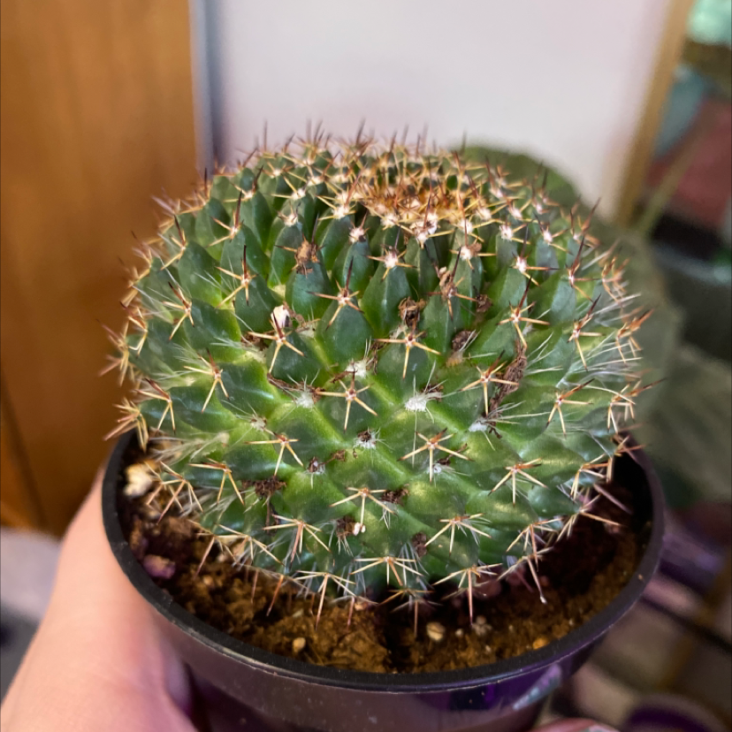 Little Nipple Cactus in a small pot, held by a hand. The cactus appears healthy.