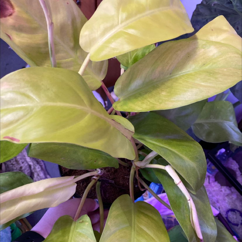 Close-up of variegated blushing philodendron leaves with shades of green, yellow and pink. Some slight yellowing present.