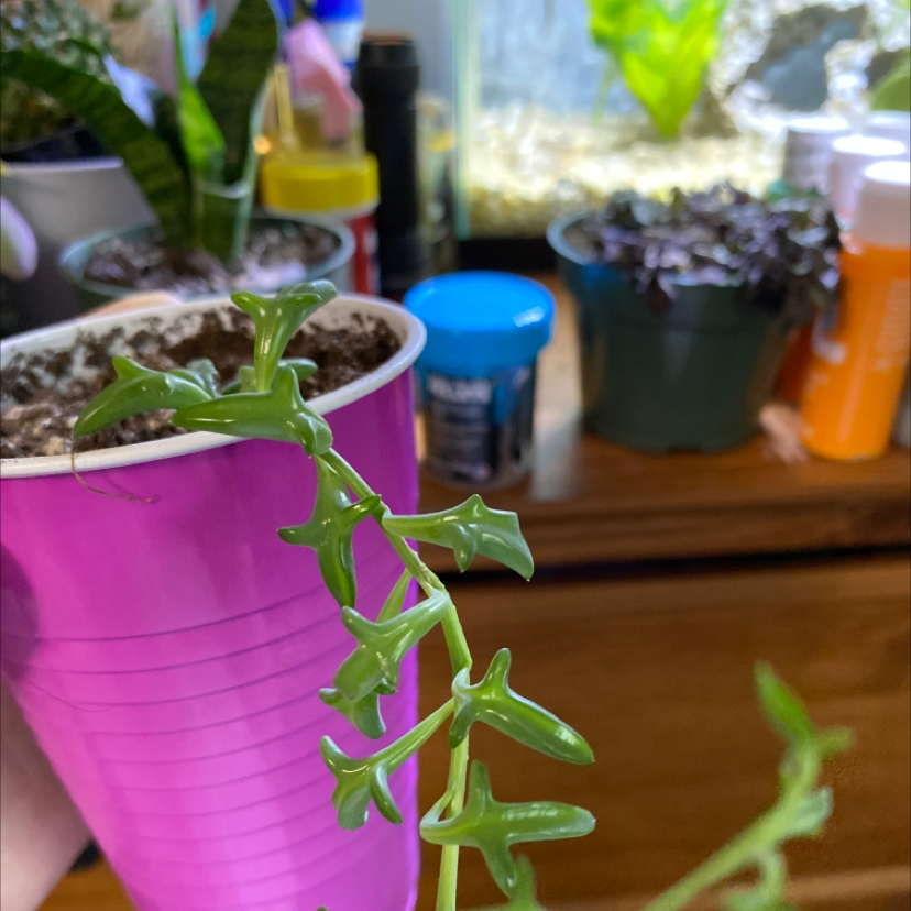String of Dolphins plant in a pink container with other plants and items in the background.