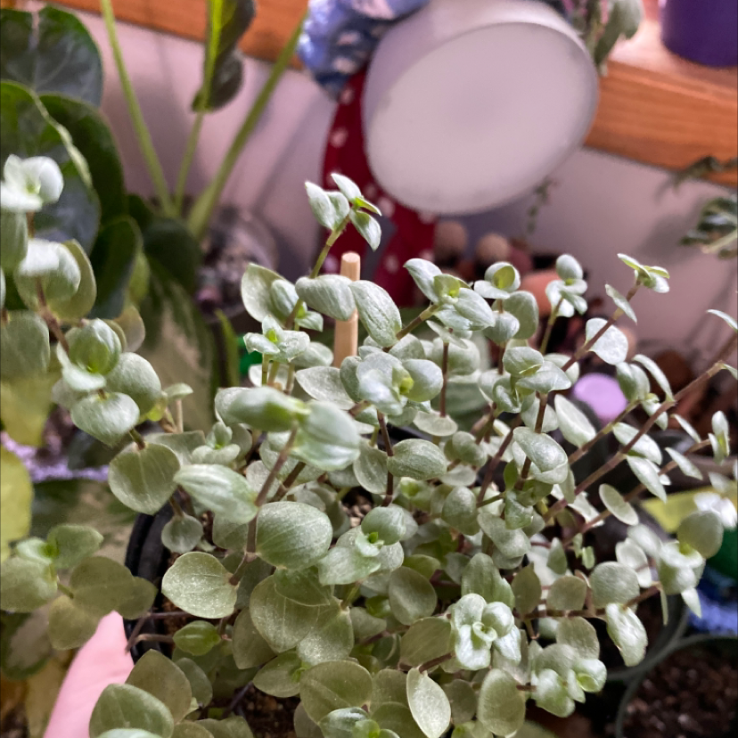 Close-up view of a healthy Creeping Inch Plant with lush, green foliage, gently held by a human hand to showcase its growth and texture.
