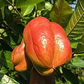 Photo of the plant species Blighia sapida by @DivineBlackrose named Ackee tree on Greg, the plant care app