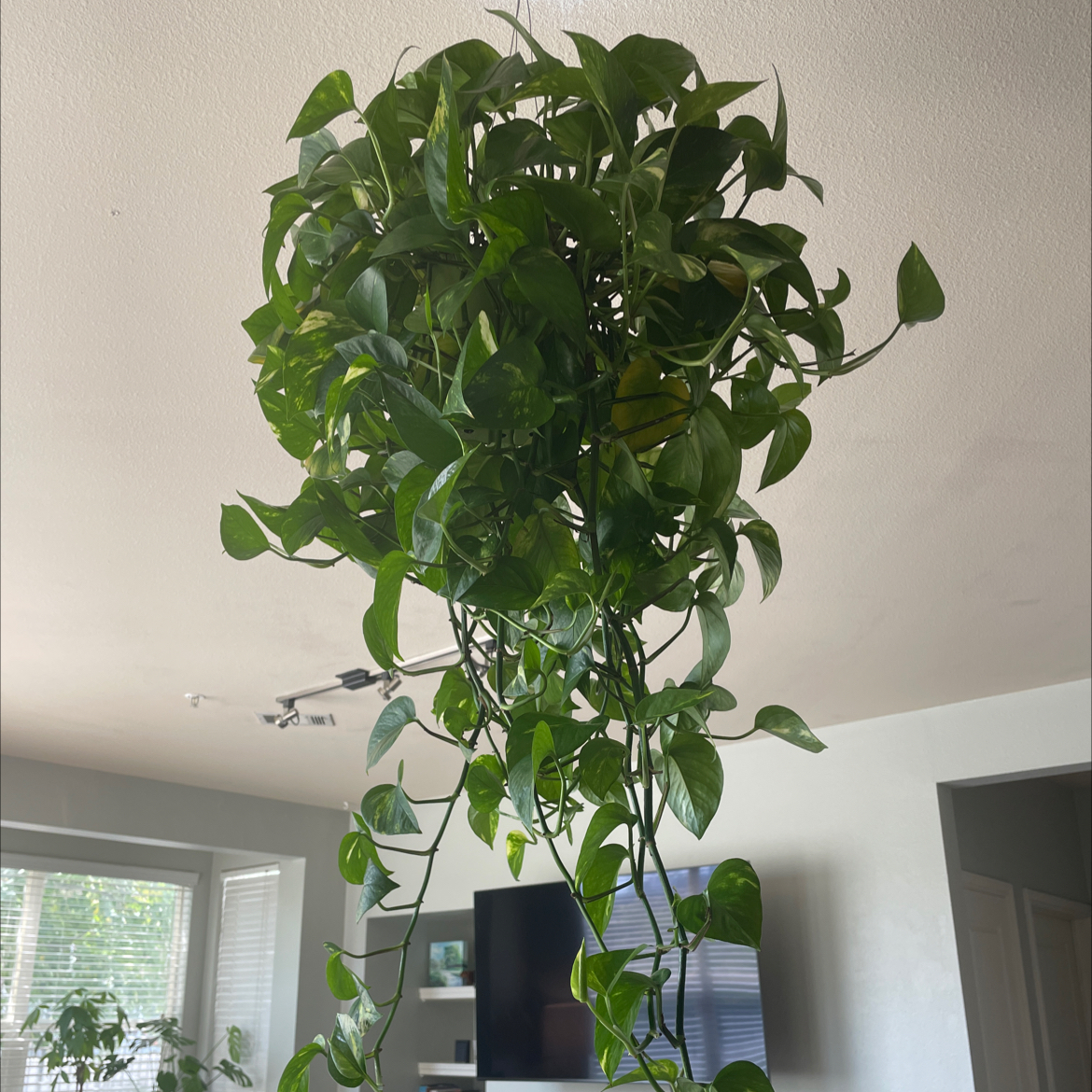 Taro Vine plant photo by @gabyloveswater named Lucious on Greg, the plant care app.