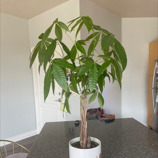 Money Tree plant in Denver, Colorado