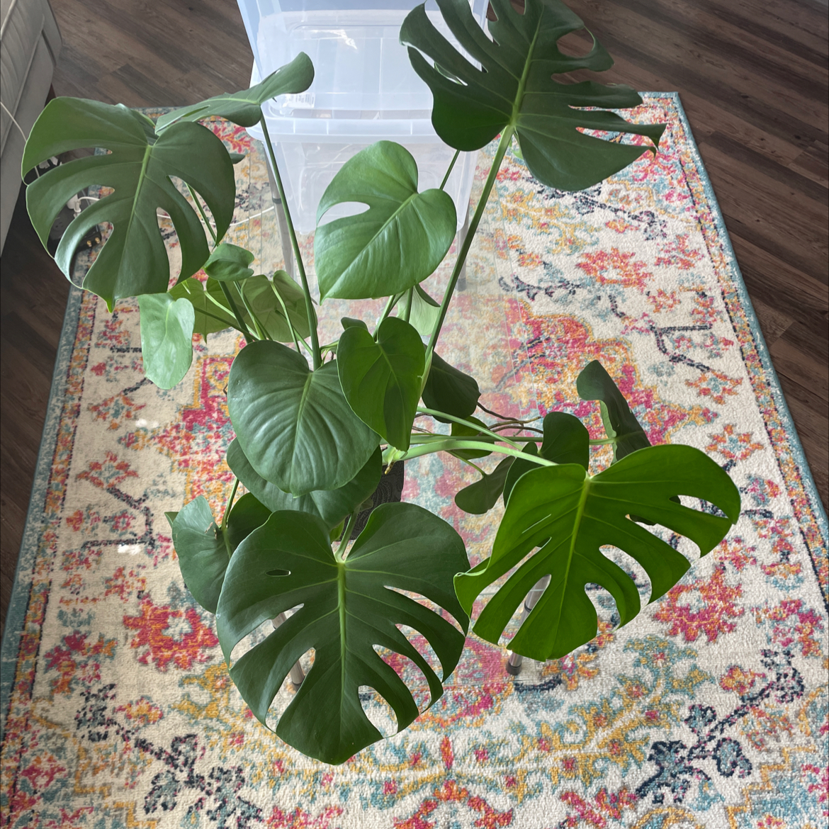 Monstera plant photo by @gabyloveswater named Heart on Greg, the plant care app.