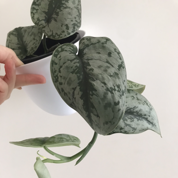 Exotica | A plant by @Apocalyptus on Greg