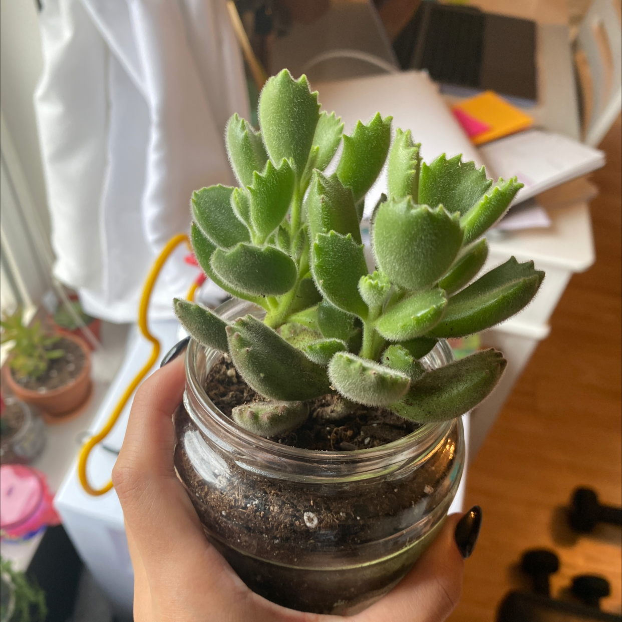 Bear's Paw plant in a glass container held by a hand, with office items in the background.