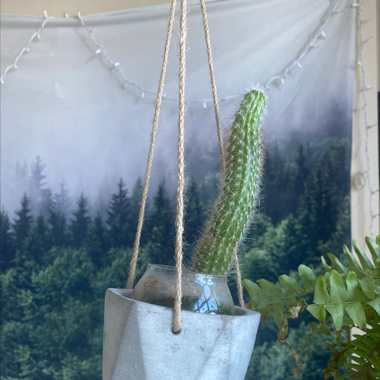 Photo of the plant species Vuylstekeara 'Dark' by Tanith named Your plant on Greg, the plant care app