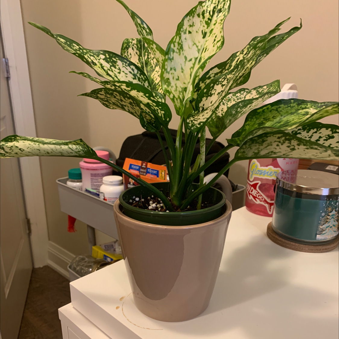 Dieffenbachia plant photo by @laurenmclaughlin named georgia on Greg, the plant care app.