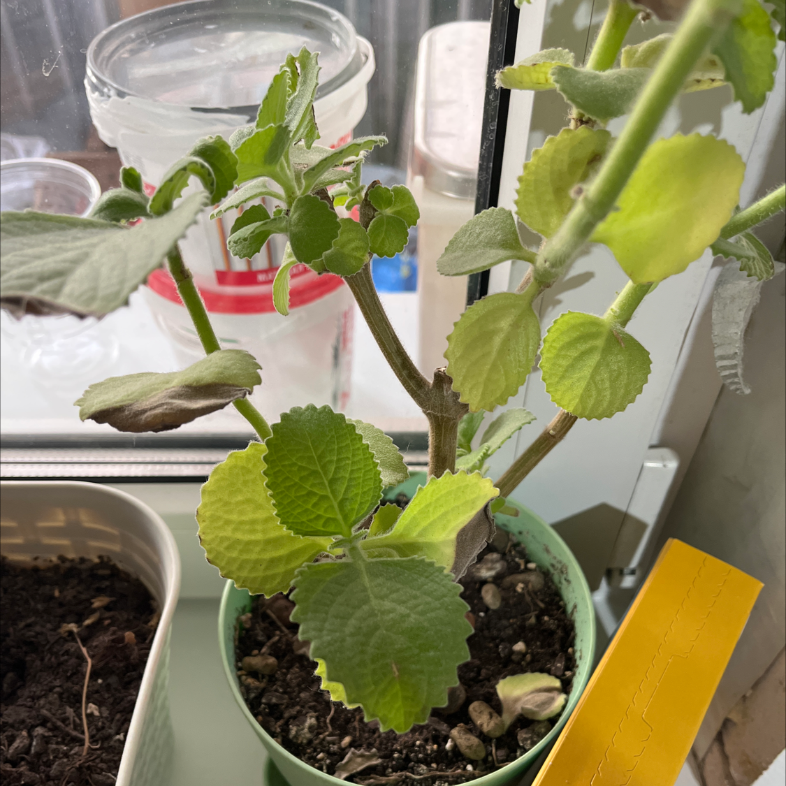 Potted Mexican Mint plant with some yellowing and browning leaves.