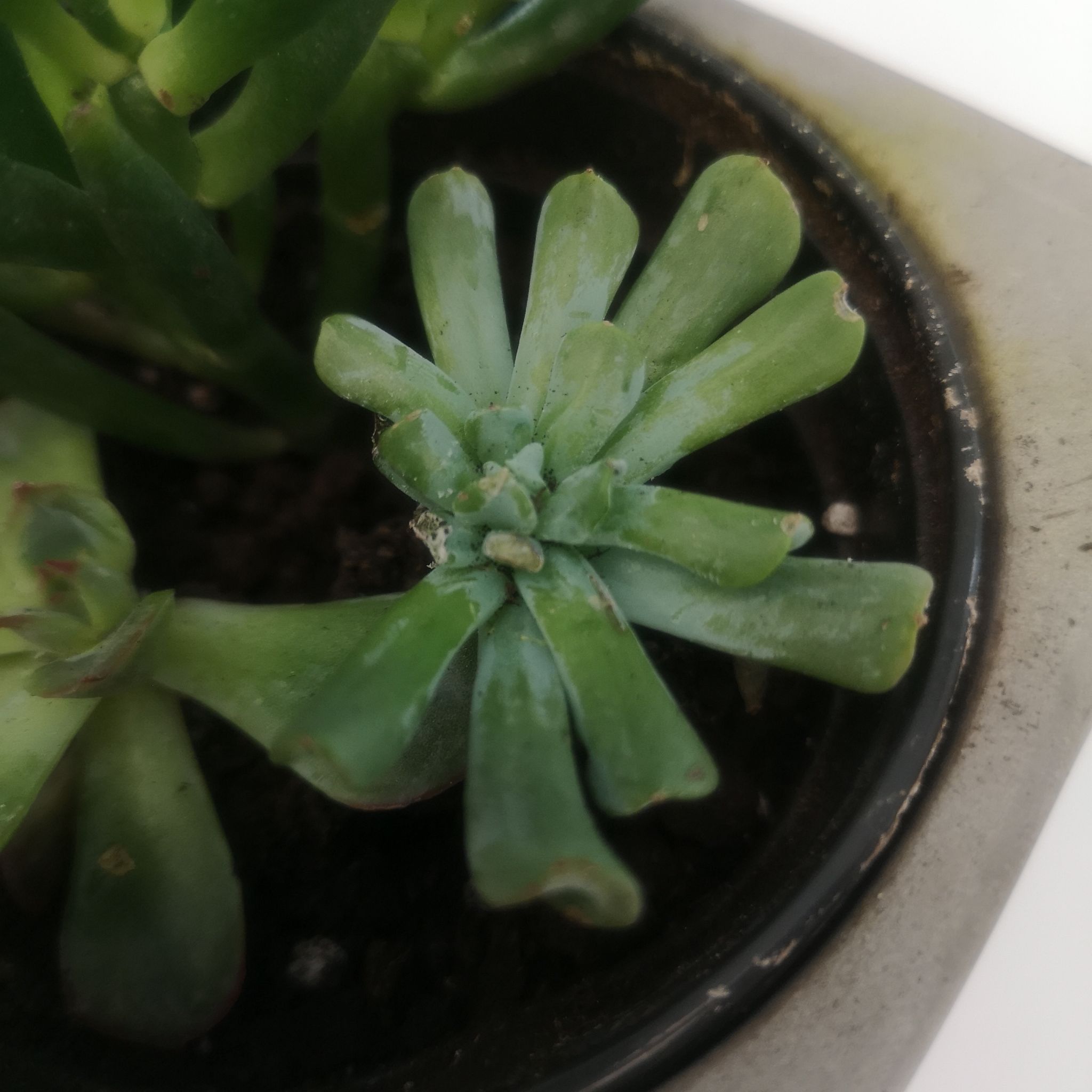Photo of the plant species Mexican Hens & Chicks by @TopdrawerTozzia named Emerson on Greg, the plant care app