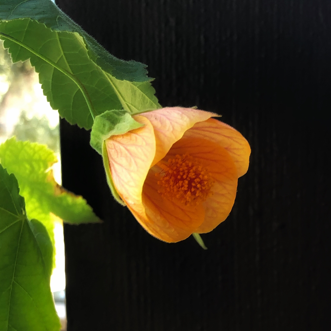 Abutilon Pictum plant with an orange flower and healthy green leaves.