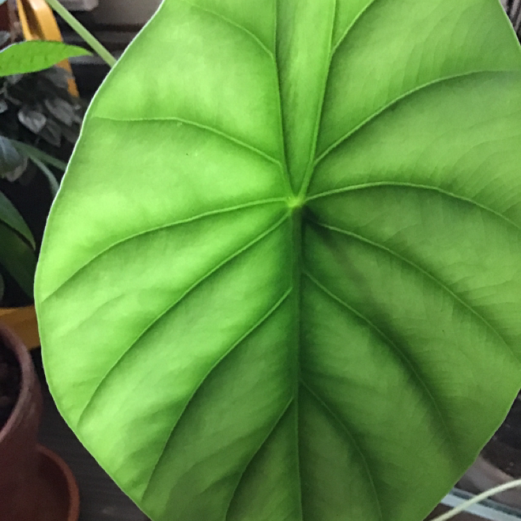 Close-up of a healthy Alocasia Green Shield leaf with prominent veins.