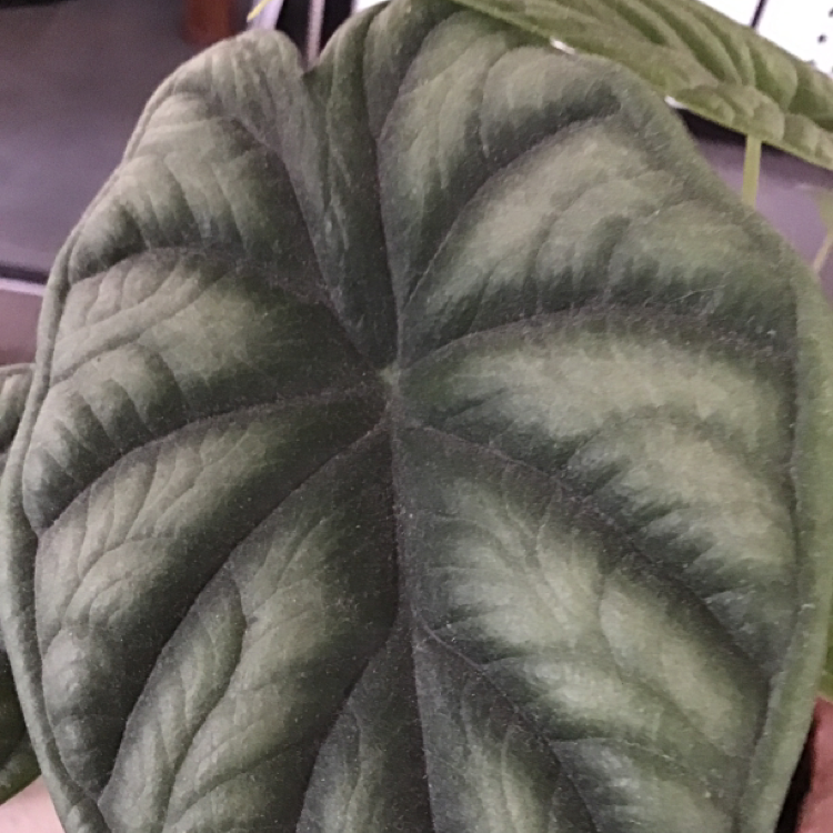 Alocasia 'Dragon Scale' is Toxic To Cats 🐈