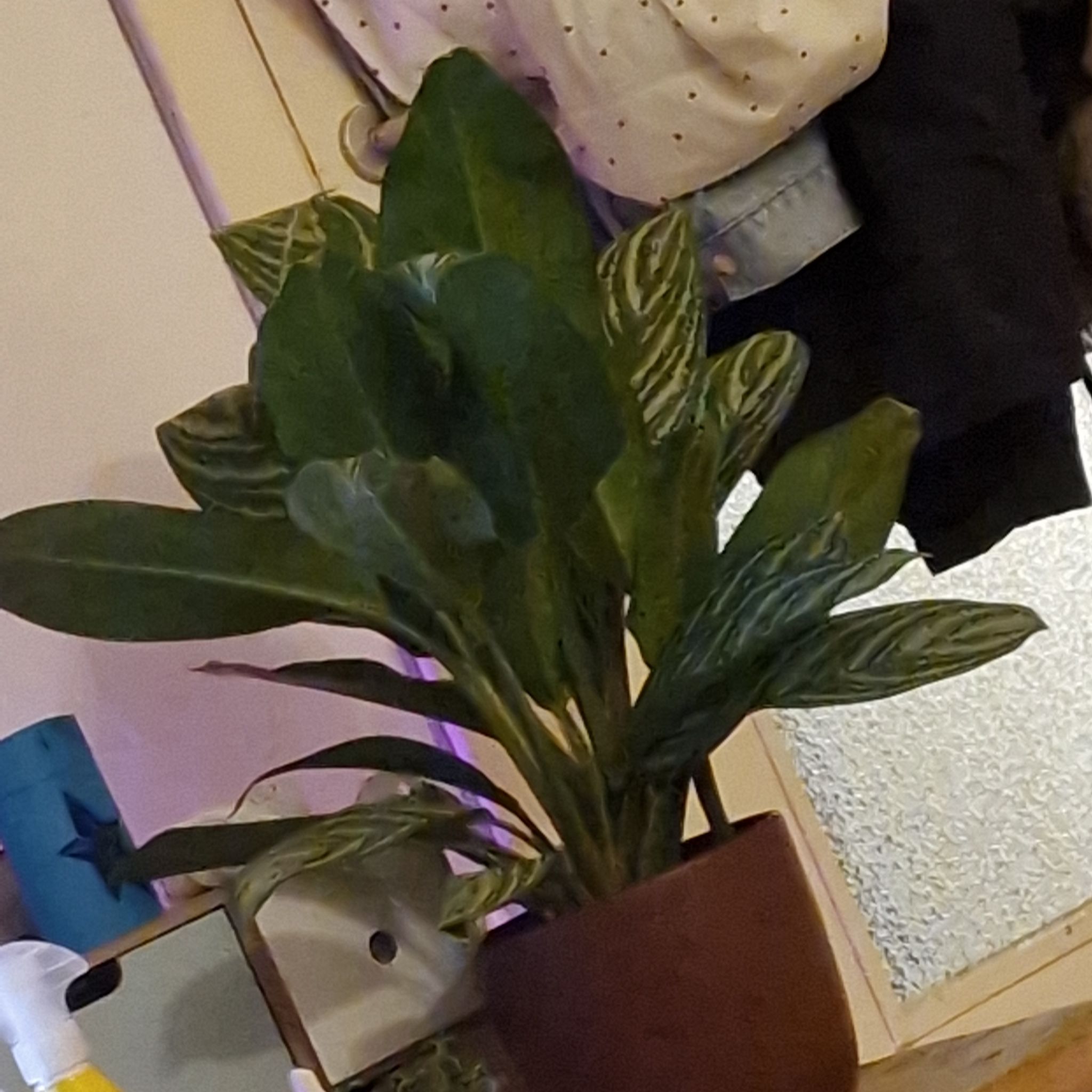 Photo of the plant species Aglaonema 'Stripe' by @SunnyHenbane named Agla on Greg, the plant care app