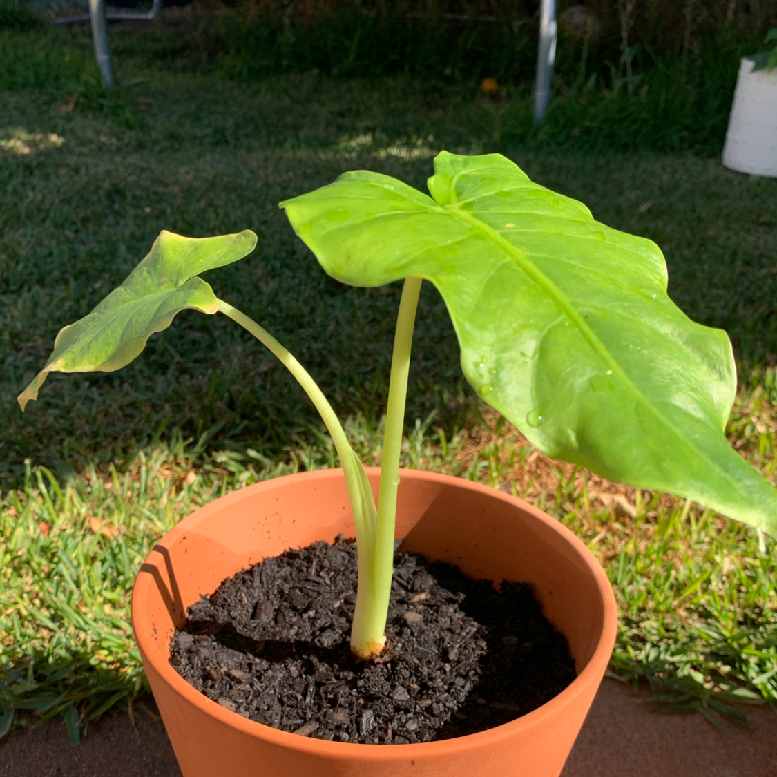 Potted Arrowleaf Elephant Ear plant with large green leaves in a terracotta pot.