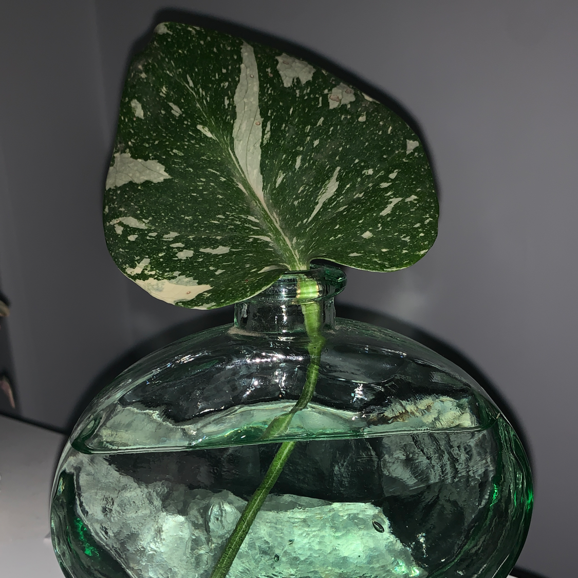 Single leaf of a Thai Constellation Monstera in a glass container with water.