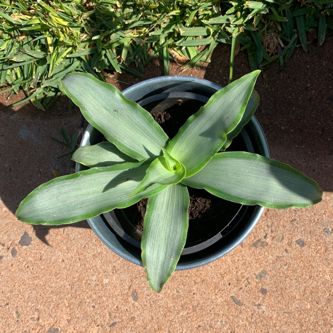 Photo of the plant species Basket Plant by @Jorjasmith named Eddie on Greg, the plant care app