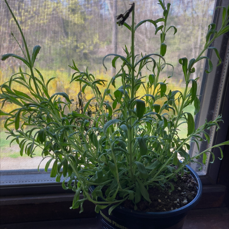 Potted Lavender plant near a window with green leaves and visible soil.