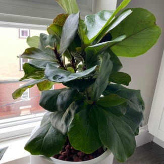 Fiddle Leaf Fig plant in Chelsea, Massachusetts