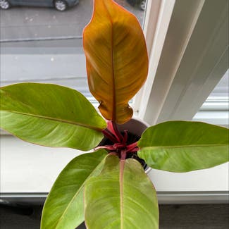 Philodendron Prince of Orange plant in Chelsea, Massachusetts
