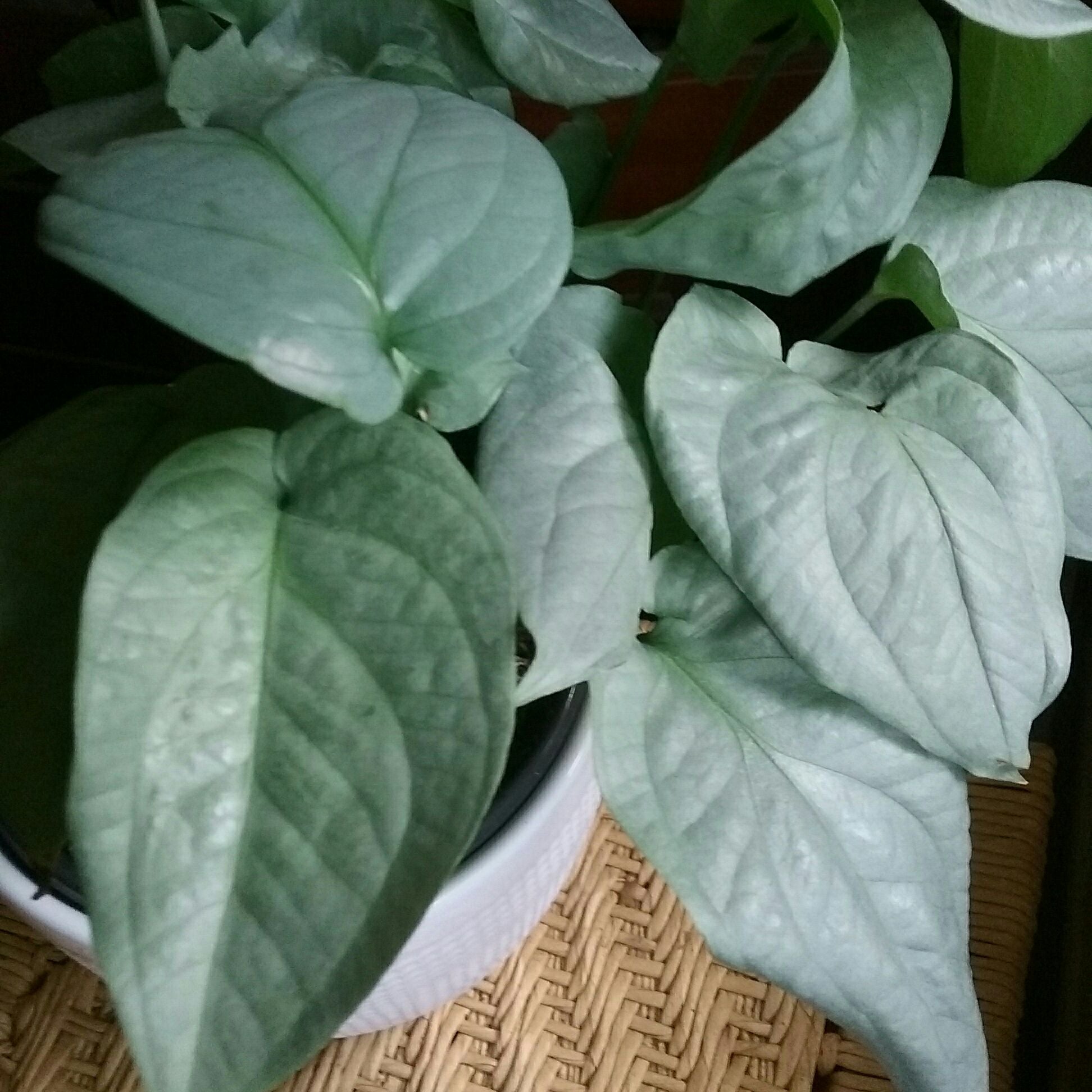 Amydrium 'Spider Man' plant with healthy, broad, heart-shaped green leaves.