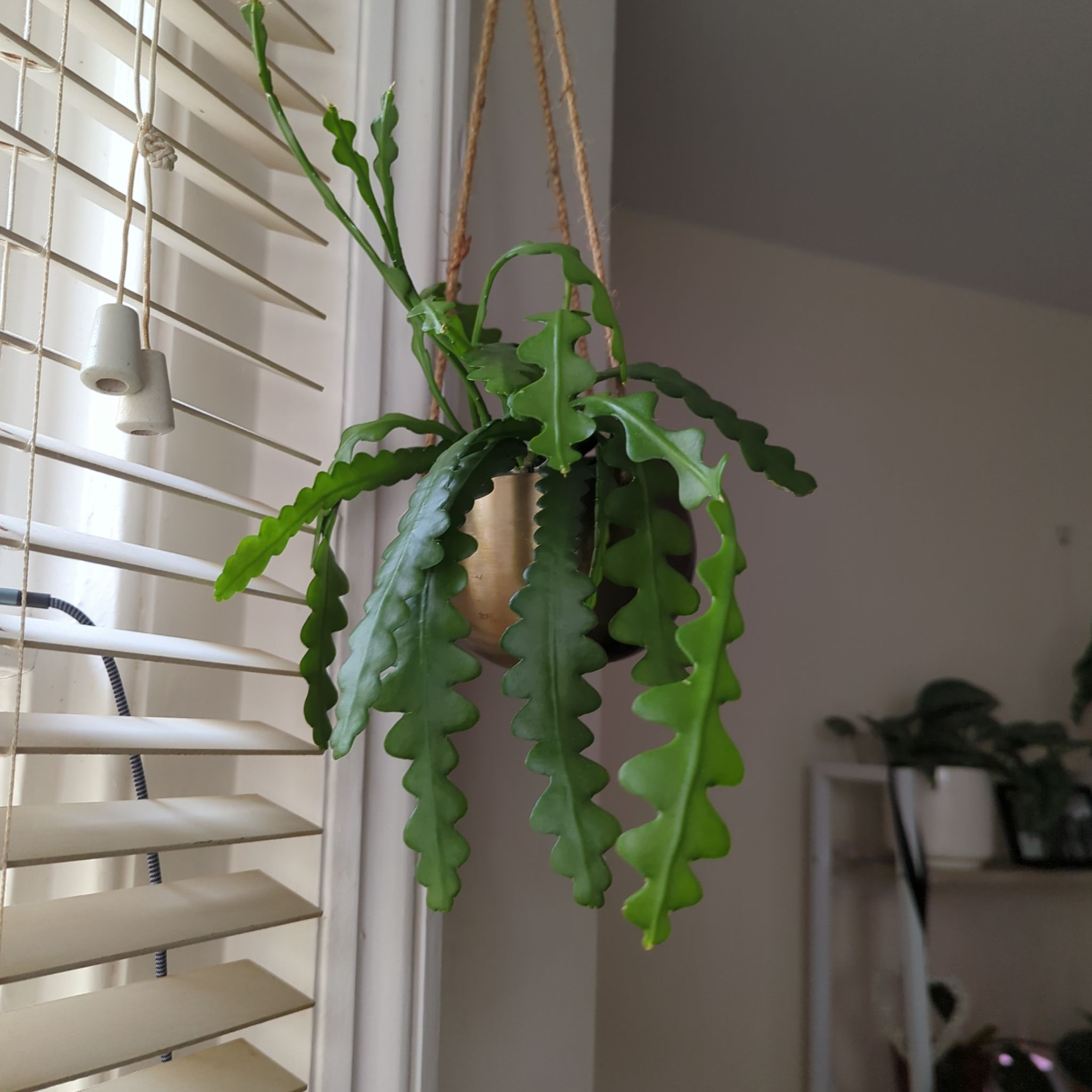 Photo of the plant species Fishbone Cactus by @katelyne named Fishbone cactus on Greg, the plant care app