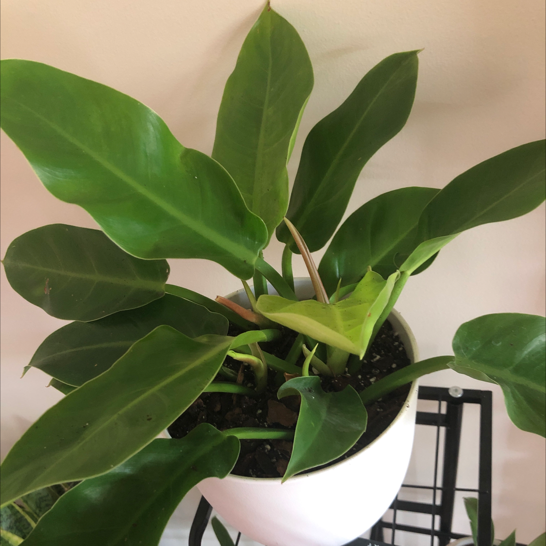 Philodendron 'Moonlight' plant in a white pot with healthy green leaves.