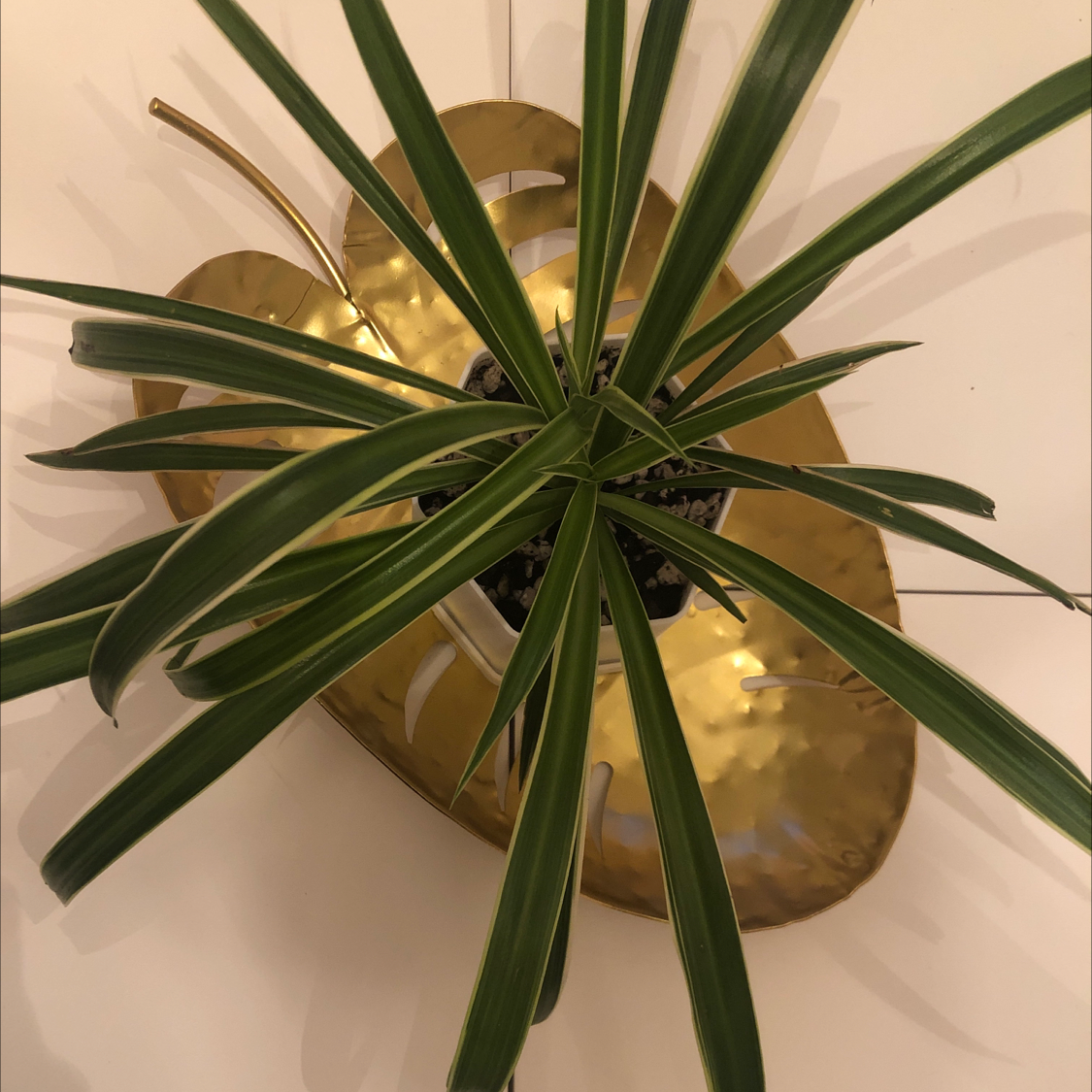 Photo of the plant species Spider Plant 'Variegatum’ by @katelynpeyton named Spider L on Greg, the plant care app