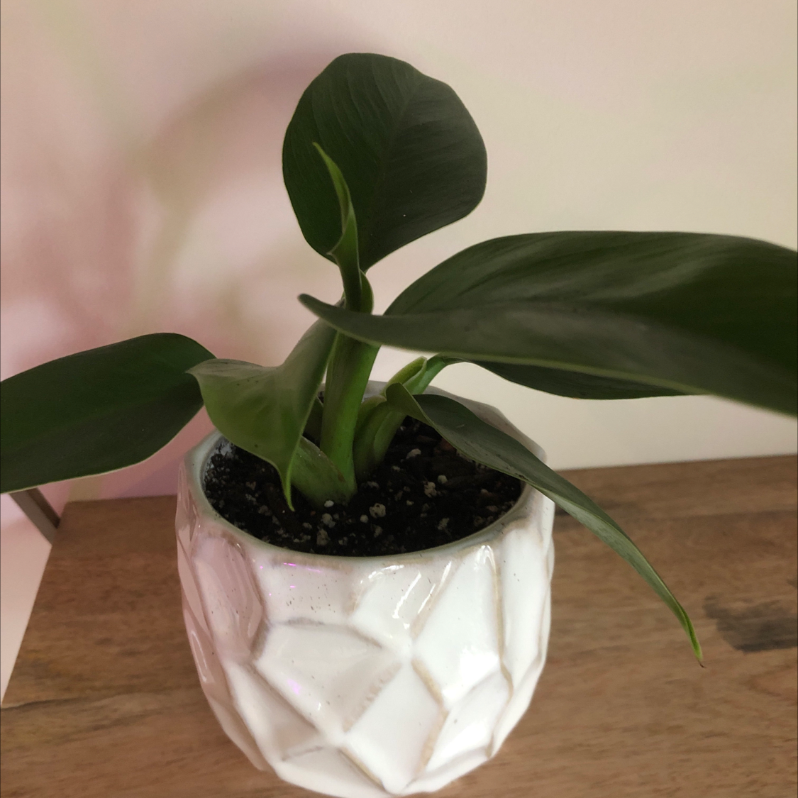 Philodendron 'Imperial Green' plant in a white geometric pot with healthy green leaves.
