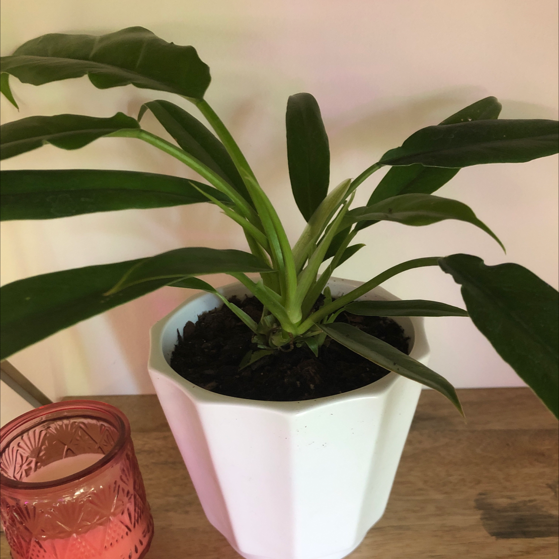 Photo of the plant species Philodendron Narrow Tiger Tooth by @katelynpeyton named Narrow on Greg, the plant care app