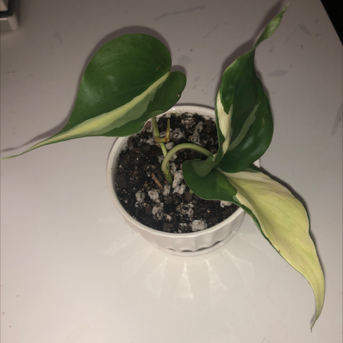 Photo of the plant species Philodendron 'Cream Splash' by @katelynpeyton named Cream Splash on Greg, the plant care app