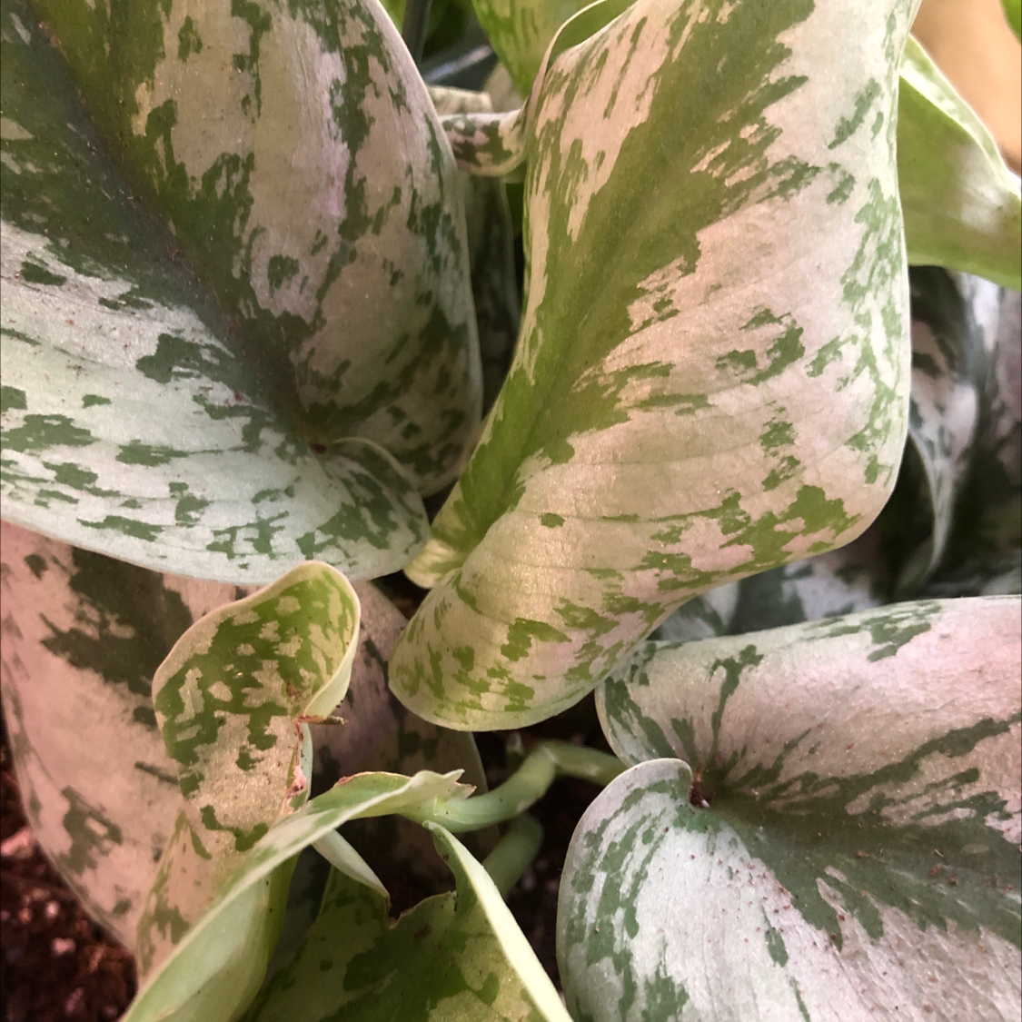 Photo of the plant species Silver Satin Pothos by @katelynpeyton named Exotica on Greg, the plant care app