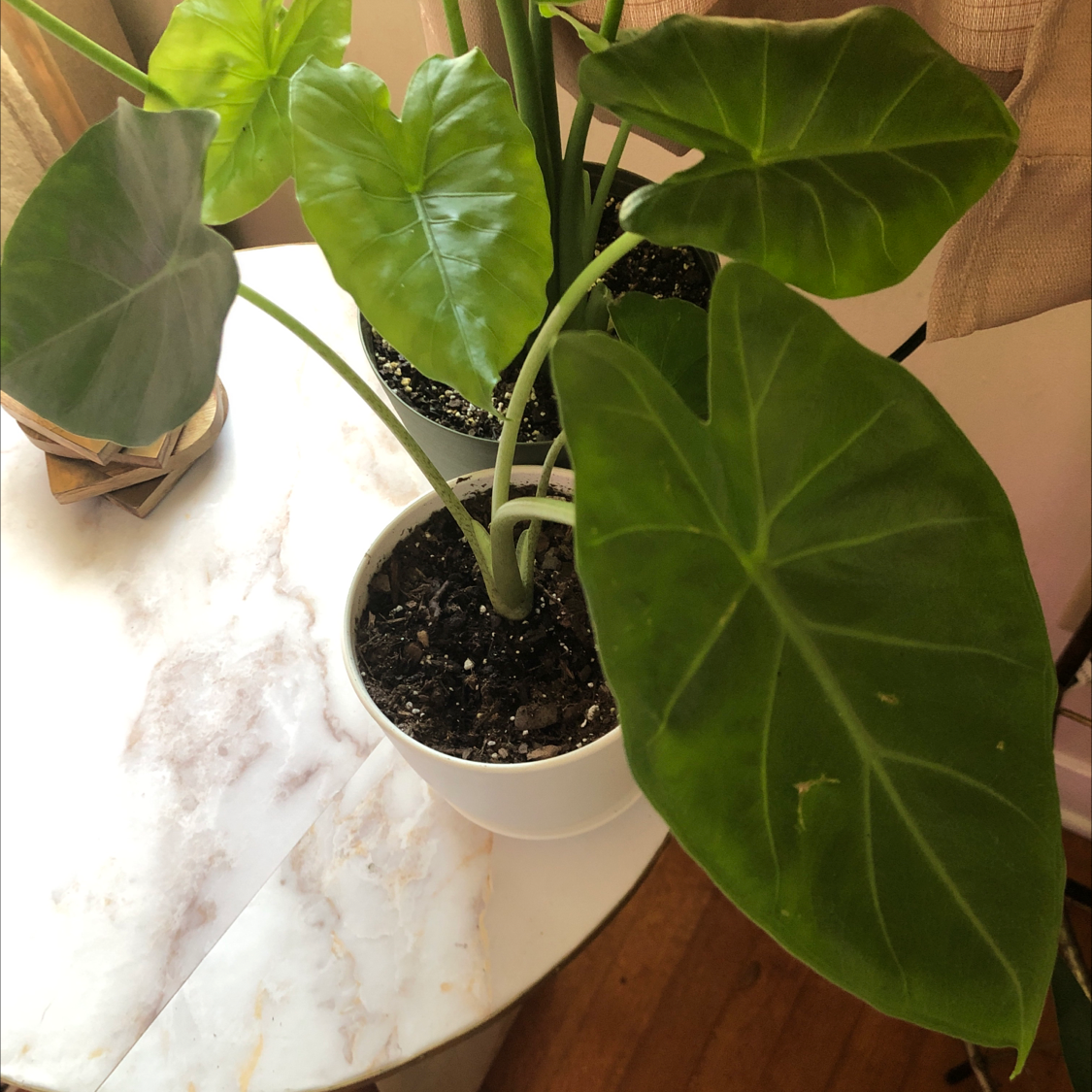 Jewel Alocasia plant with large green leaves in a white pot on a table.