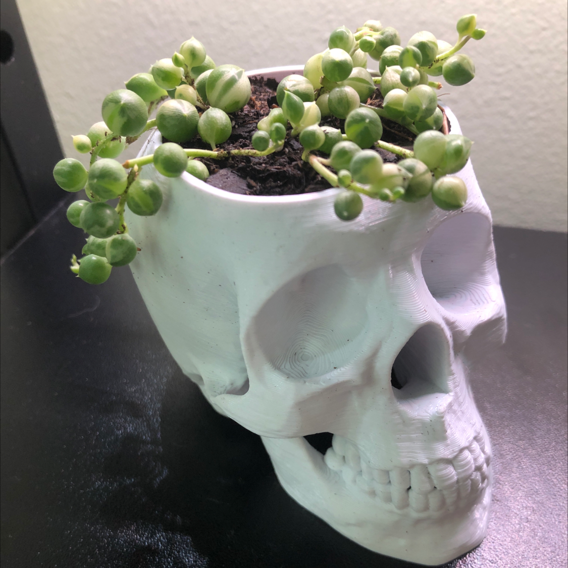 Variegated String of Pearls plant in a skull-shaped pot, healthy and well-framed.