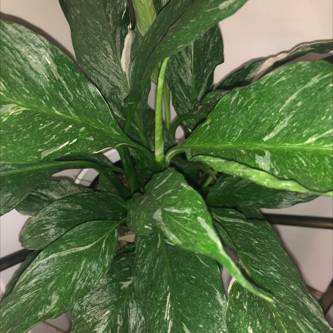 Photo of the plant species Domino Peace Lily by @katelynpeyton named Domino on Greg, the plant care app