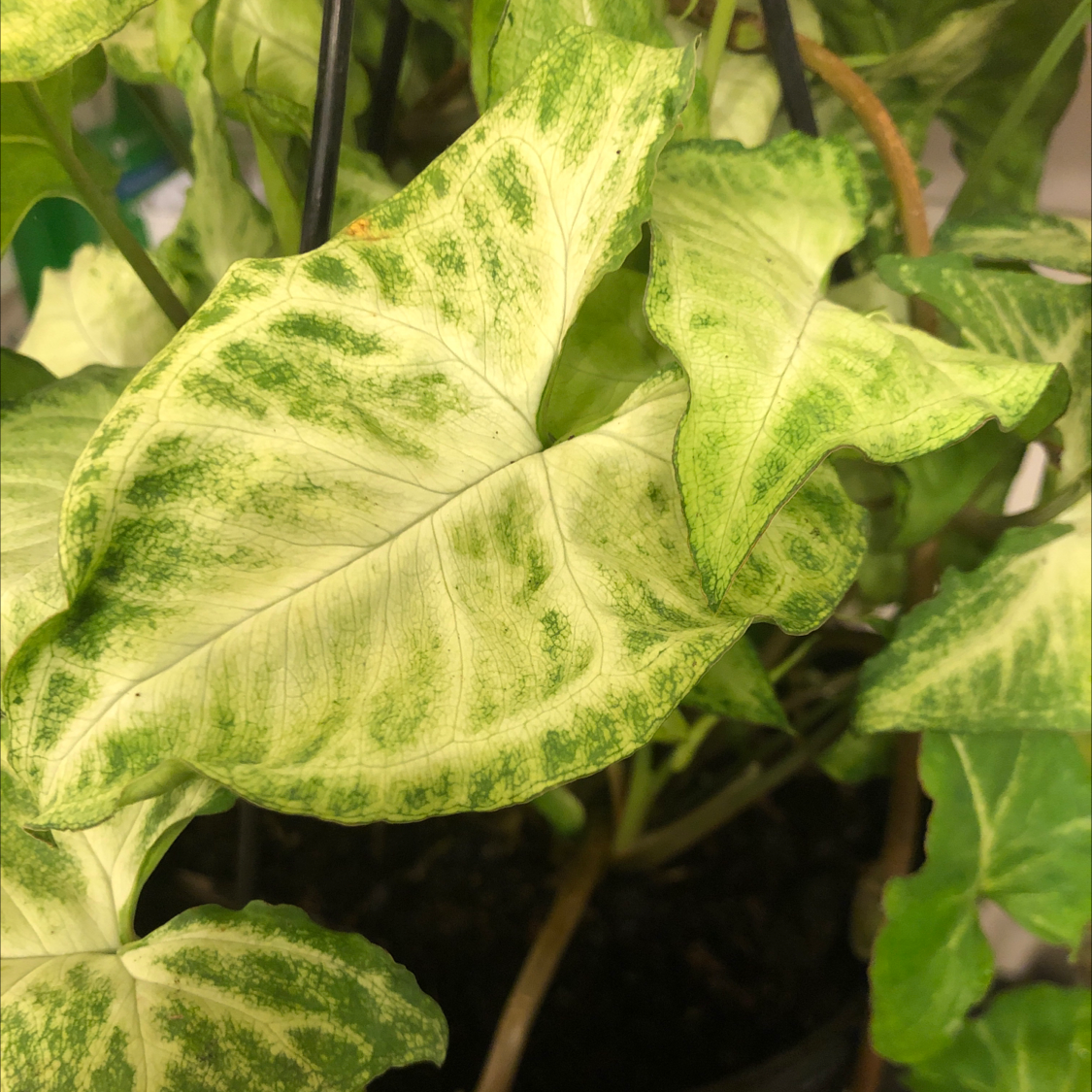 Photo of the plant species Syngonium 'White Butterfly' by @katelynpeyton named Butterfly on Greg, the plant care app