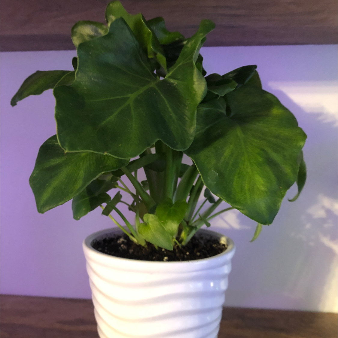 Photo of the plant species Philodendron 'Super Atom' by @katelynpeyton named Super Atom on Greg, the plant care app