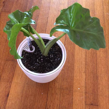 Photo of the plant species Alocasia 'Low Rider' by @katelynpeyton named Low Rider on Greg, the plant care app