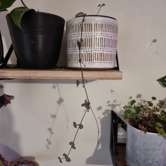 String of Hearts plant in Sydney, New South Wales