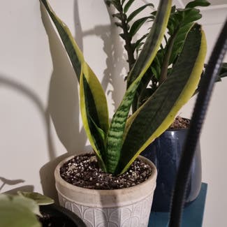 Snake Plant plant in Sydney, New South Wales
