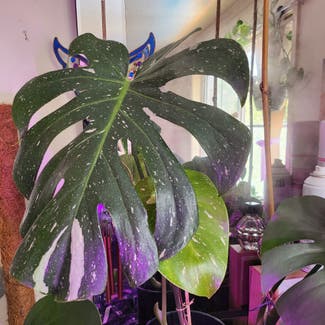 Monstera plant in Sydney, New South Wales