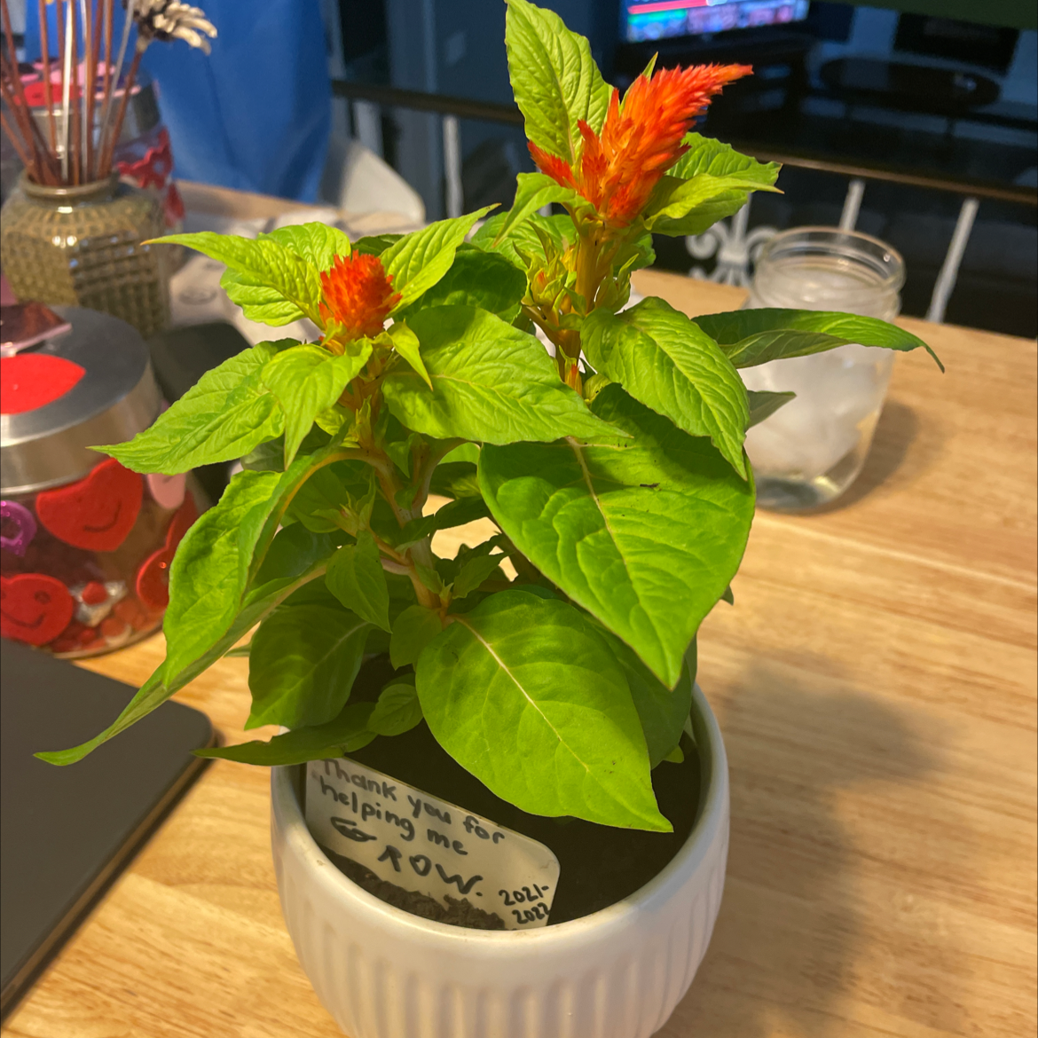 Healthy potted Cockscomb plant with vibrant red plume-like flowers and lush green foliage, on a wooden surface.