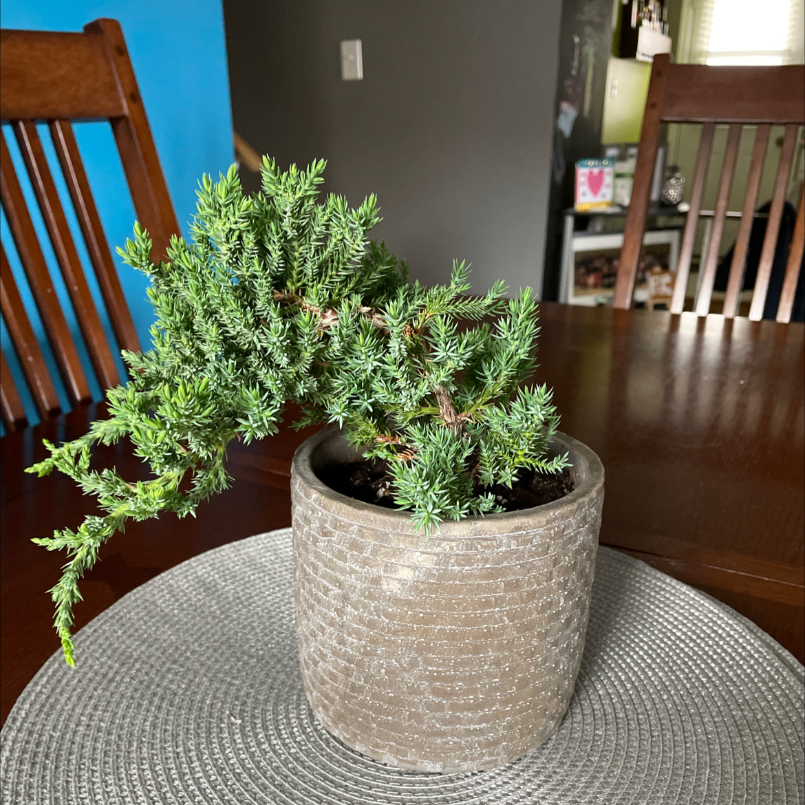 Potted Sargent Juniper on a table with vibrant green foliage.