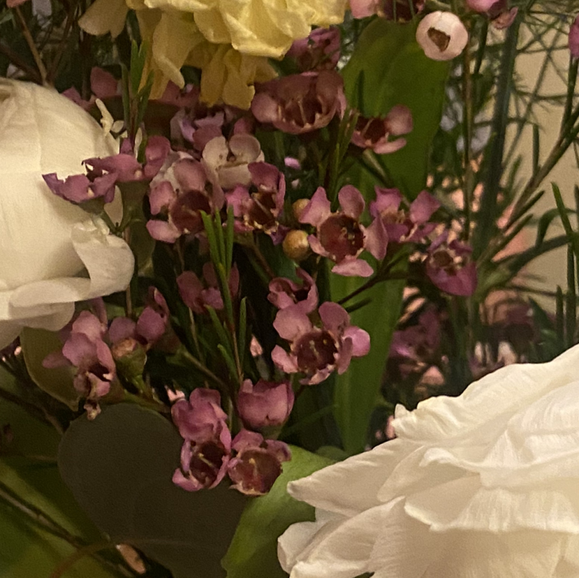 Close-up of a plant with small purple flowers and some white flowers, appears healthy.